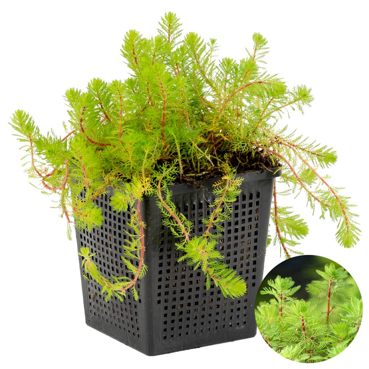 Myriophyllum Red Stem - Myriophylle rouge - Plantes de bassin - H. 10-20 cm - P. 11 cm - Image 2