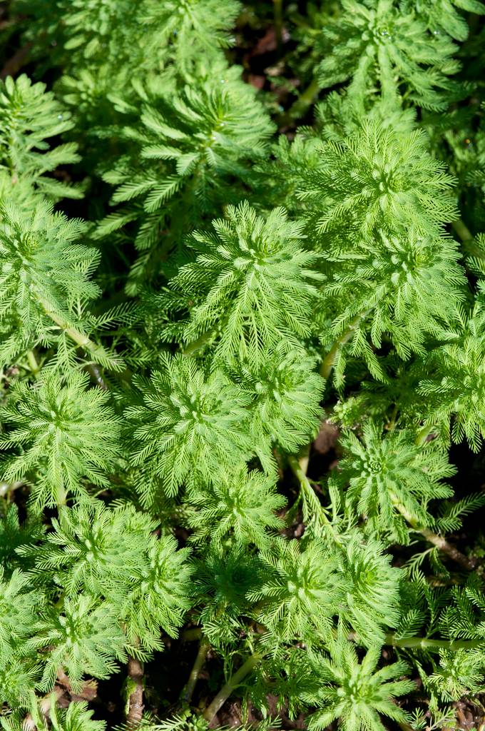 Myriophyllum Red Stem - Myriophylle rouge - Plantes de bassin - H. 10-20 cm - P. 11 cm - Image 1