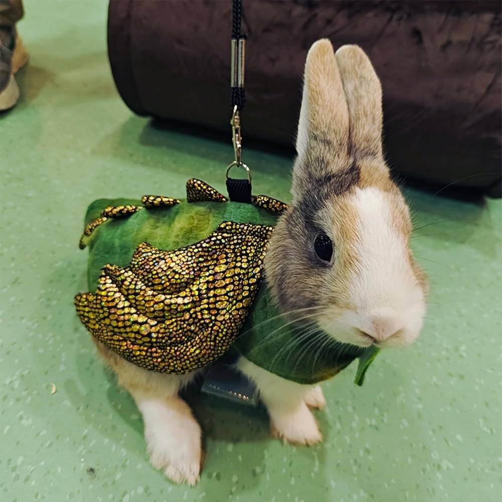 DtopbuyAge - Harnais et laisse pour reptiles et petits animaux DtopbuyAge - Image 2