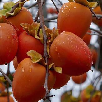 Plaqueminier, Kaki - Diospyros kaki Sharon Pot de 12L/15L, Demi-Tige