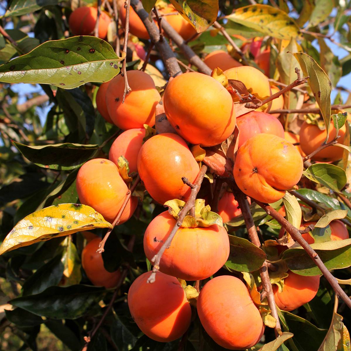 Promesse de Fleurs - Plaqueminier, Kaki - Diospyros kaki Sharon Pot de 12L/15L, Demi-Tige