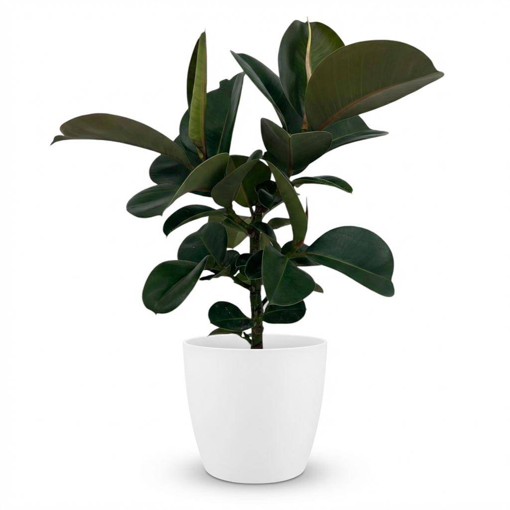 Caoutchouc - Ficus Elastica Cloe - Pot de 19cm - Hauteur 65cm - Blanc - Plantes d'intérieur - Image 1