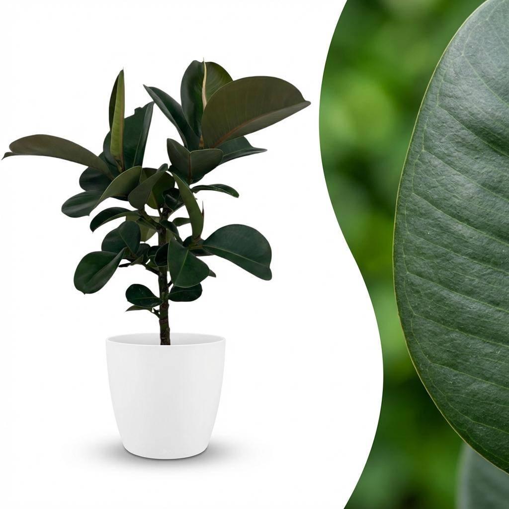Caoutchouc - Ficus Elastica Cloe - Pot de 19cm - Hauteur 65cm - Blanc - Plantes d'intérieur - Image 2