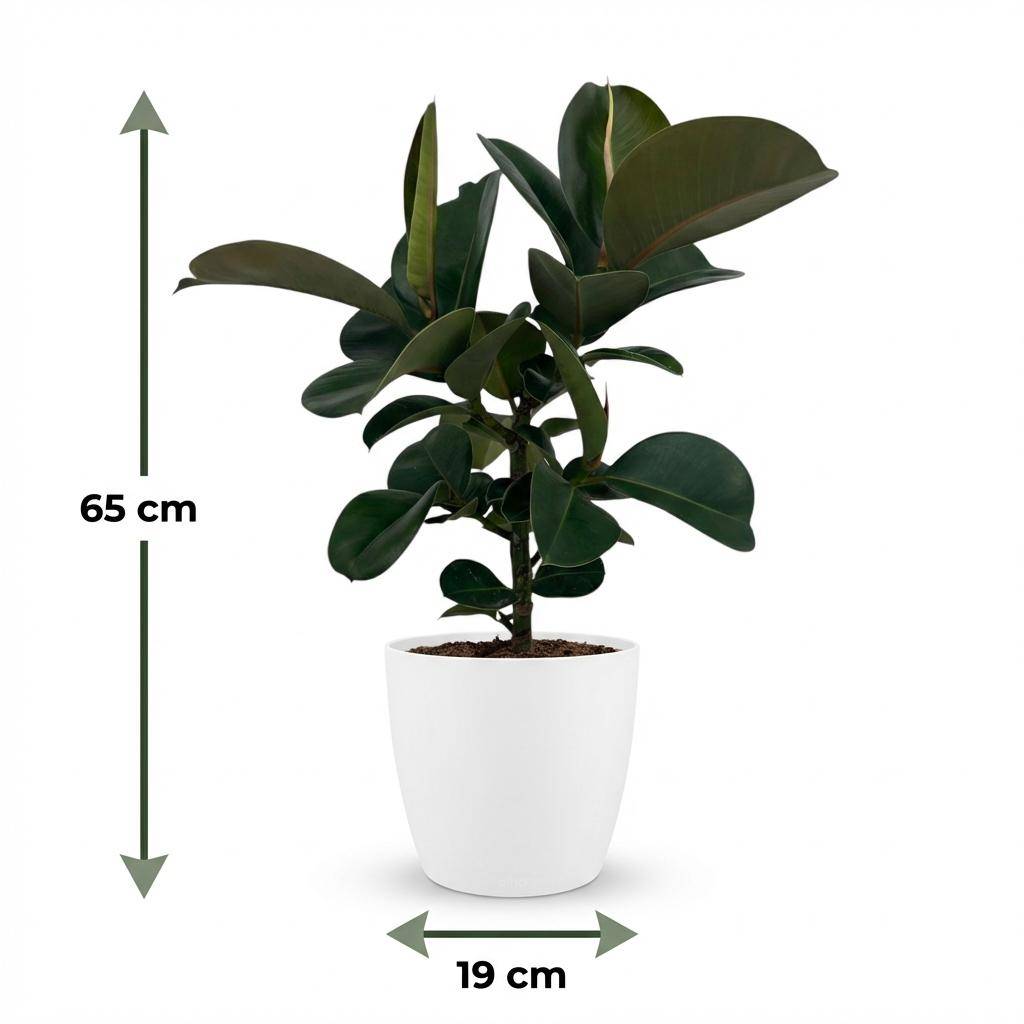 Caoutchouc - Ficus Elastica Cloe - Pot de 19cm - Hauteur 65cm - Blanc - Plantes d'intérieur - Image 5