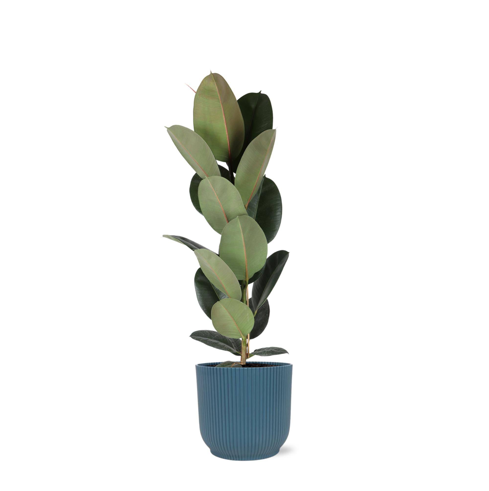 La Green Touch - Ficus Elastica Robusta et son pot- La Green Touch Relief Bleu - Hauteur 90cm