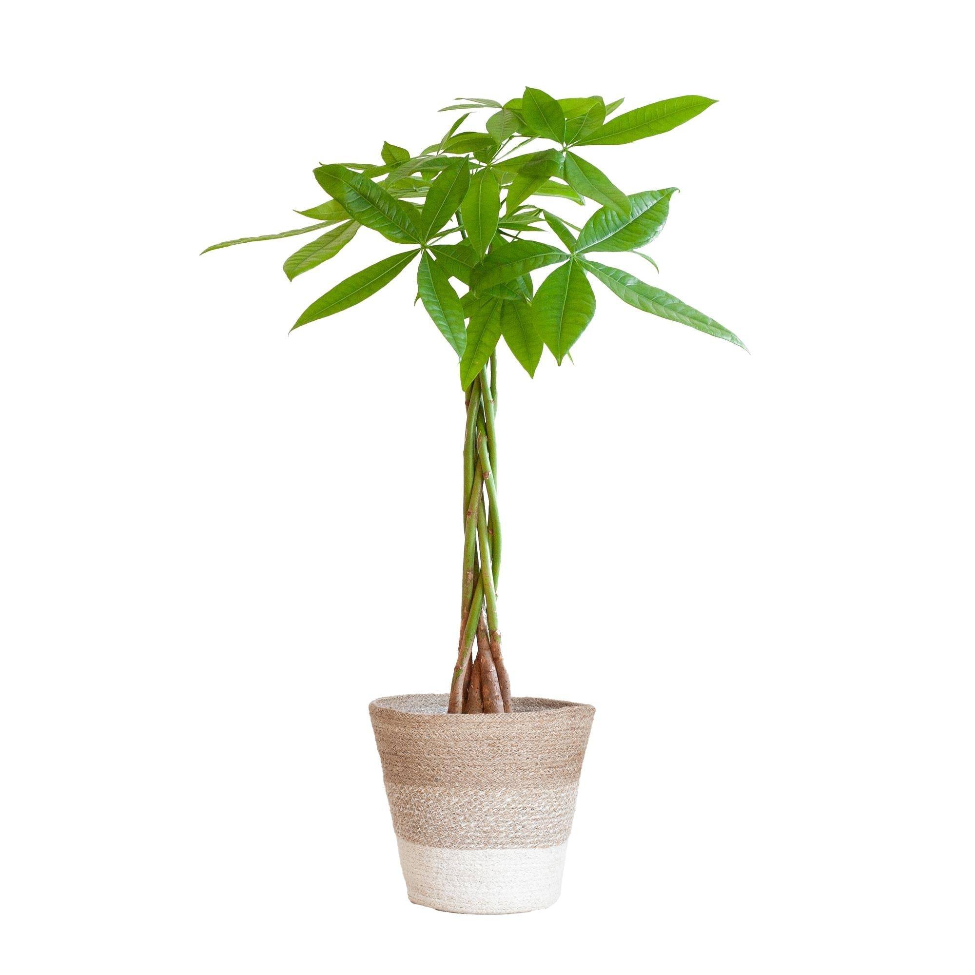 Pachira Aquatica et son pot- La Green Touch Panier Blanc - Hauteur 80cm