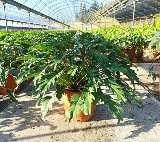 0 - Philodendron xanadu Pot de 65L - 130/150cm - Image 1