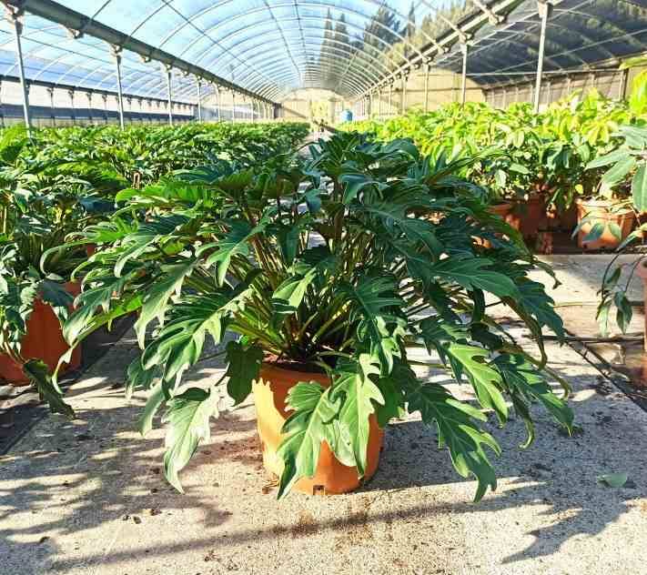 0 - Philodendron xanadu Pot de 65L - 130/150cm - Image 1