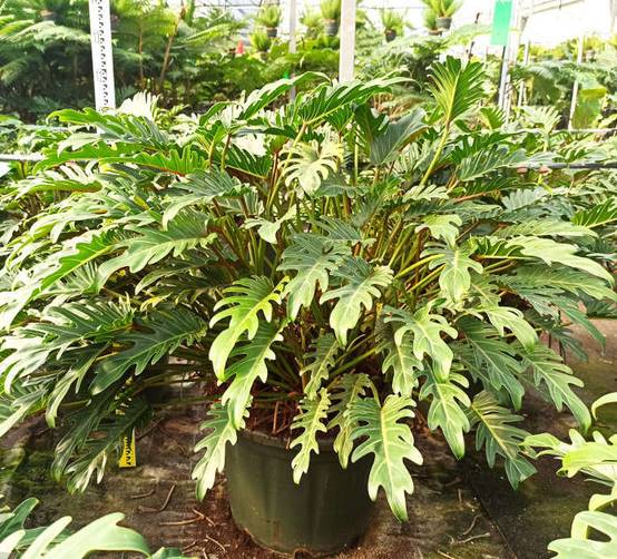 0 - Philodendron xanadu Pot de 65L - 130/150cm - Image 3