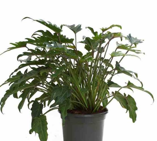 0 - Philodendron xanadu Pot de 65L - 130/150cm - Image 2