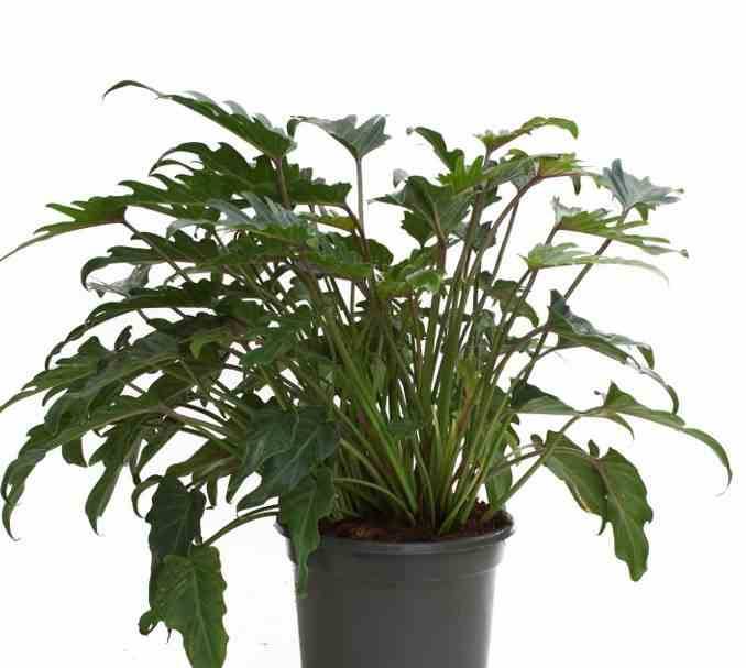 0 - Philodendron xanadu Pot de 65L - 130/150cm - Image 2