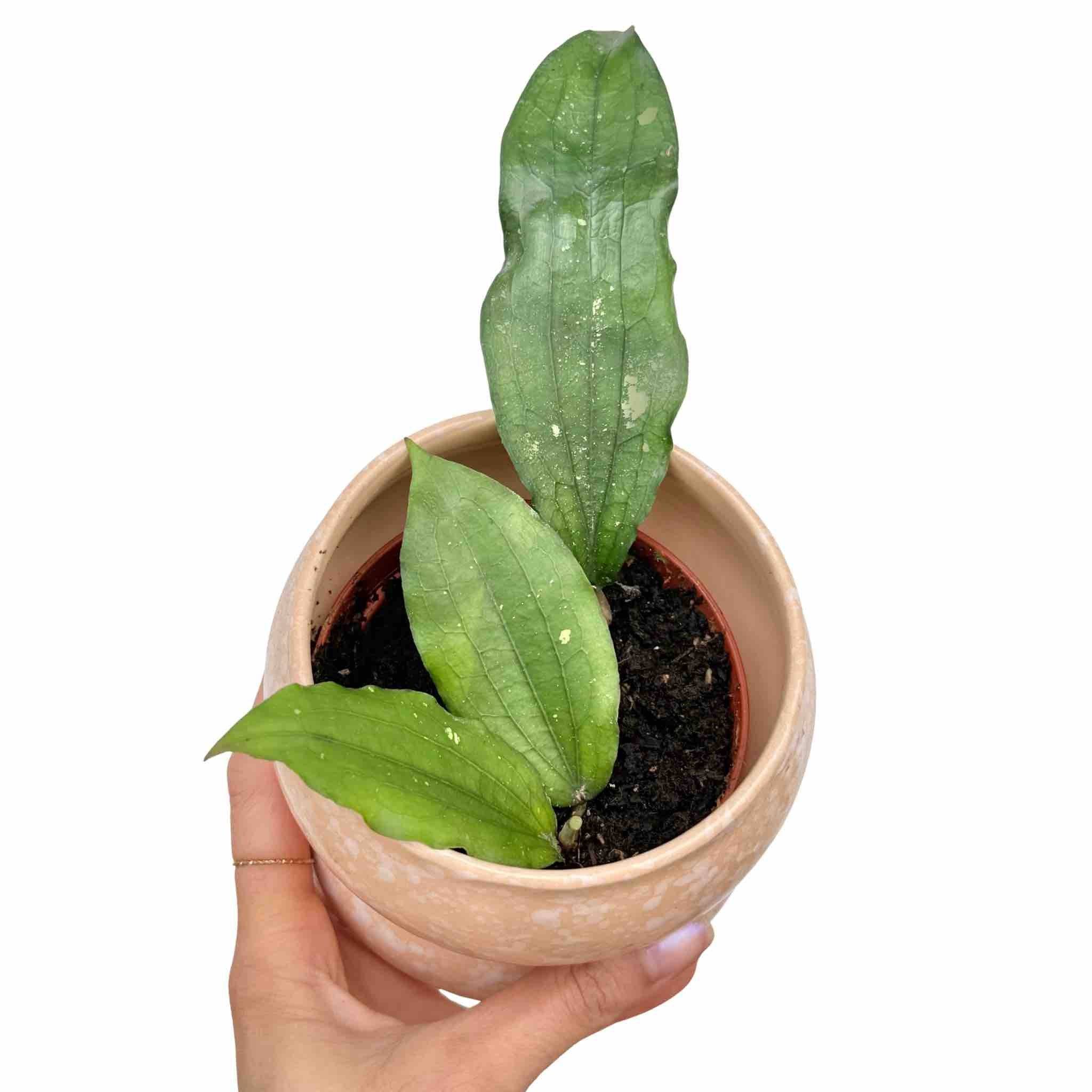 Hoya Erythrina - Pot de 10,5cm - Plantes d'intérieur - Image 1