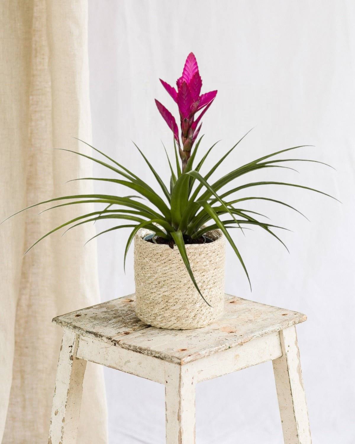 Bromelia Amira 45cm - Plante d'intérieur- La Green Touch - Image 2