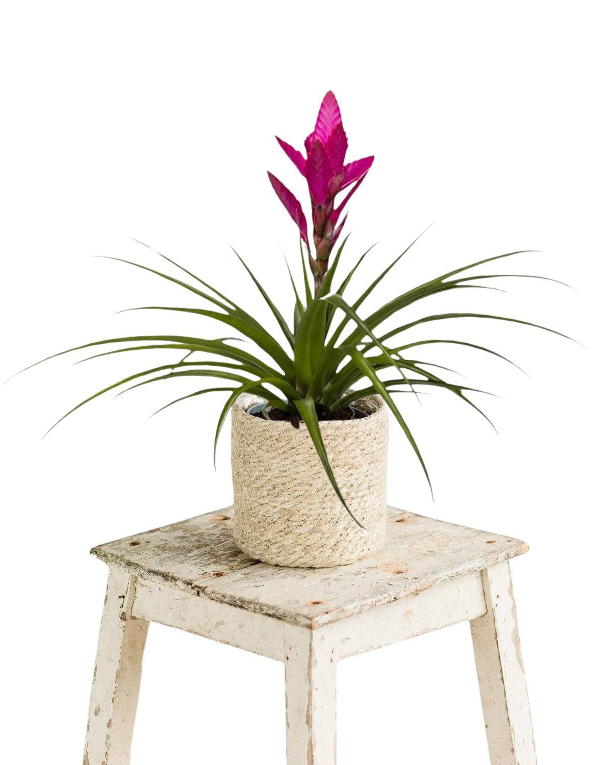 Bromelia Amira 45cm - Plante d'intérieur- La Green Touch - Image 1