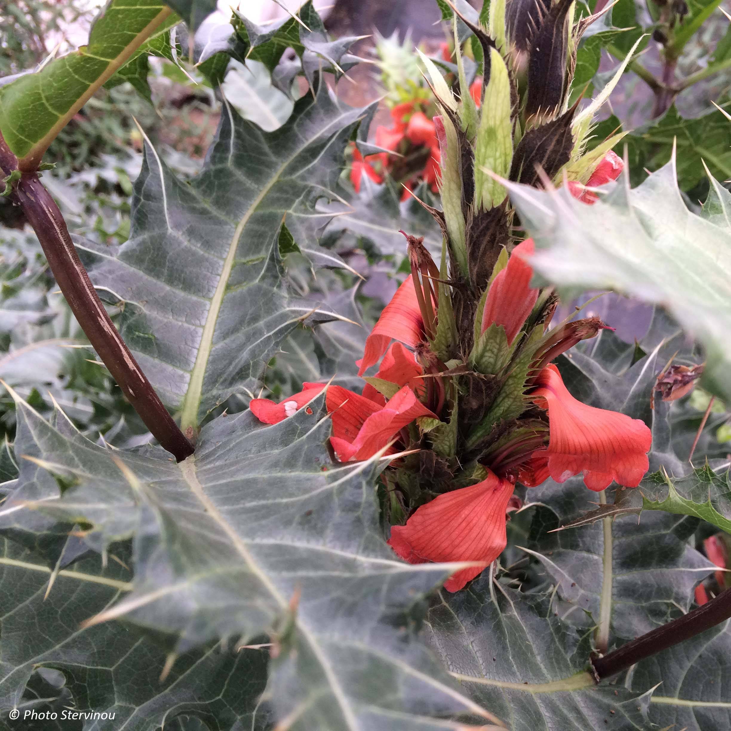 Promesse de Fleurs - Acanthus sennii - Acanthe Godet de 8/9 cm