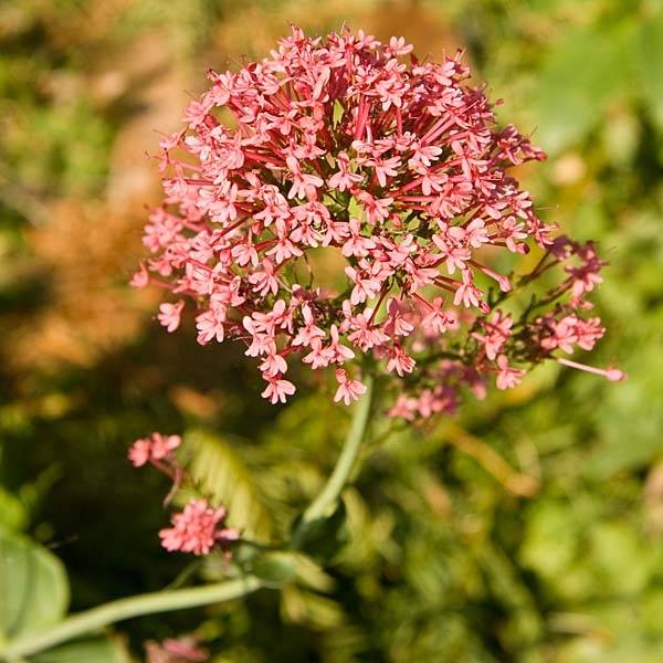 Valériane rouge, Centranthus ruber coccineus Pot de 2L/3L