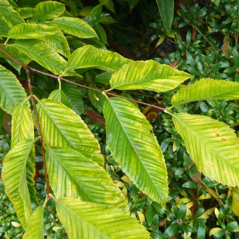 Érable à feuilles de charme, Acer carpinifolium - Pot de 15L - Baliveau - Image 2