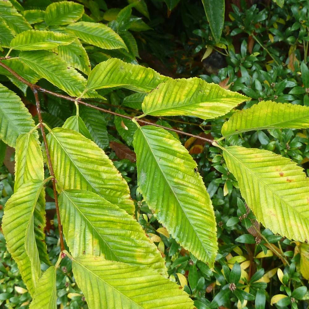 Érable à feuilles de charme, Acer carpinifolium - Pot de 15L - Baliveau - Image 1