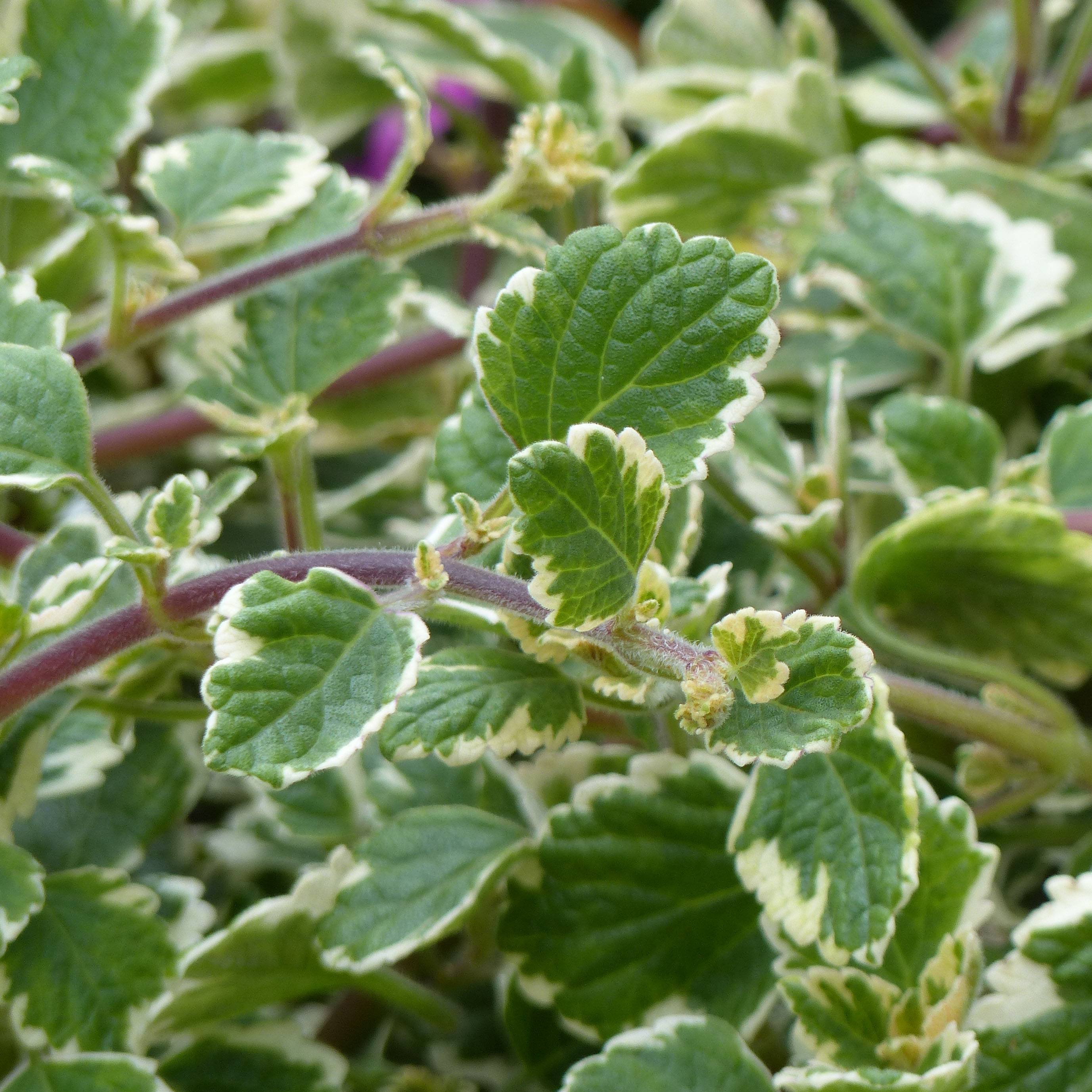 Plectranthus coleoides Variegatus panaché Mini-motte Ø 1,5/2,5 cm, Plant vert de 5 à 10 cm de haut (par 5)