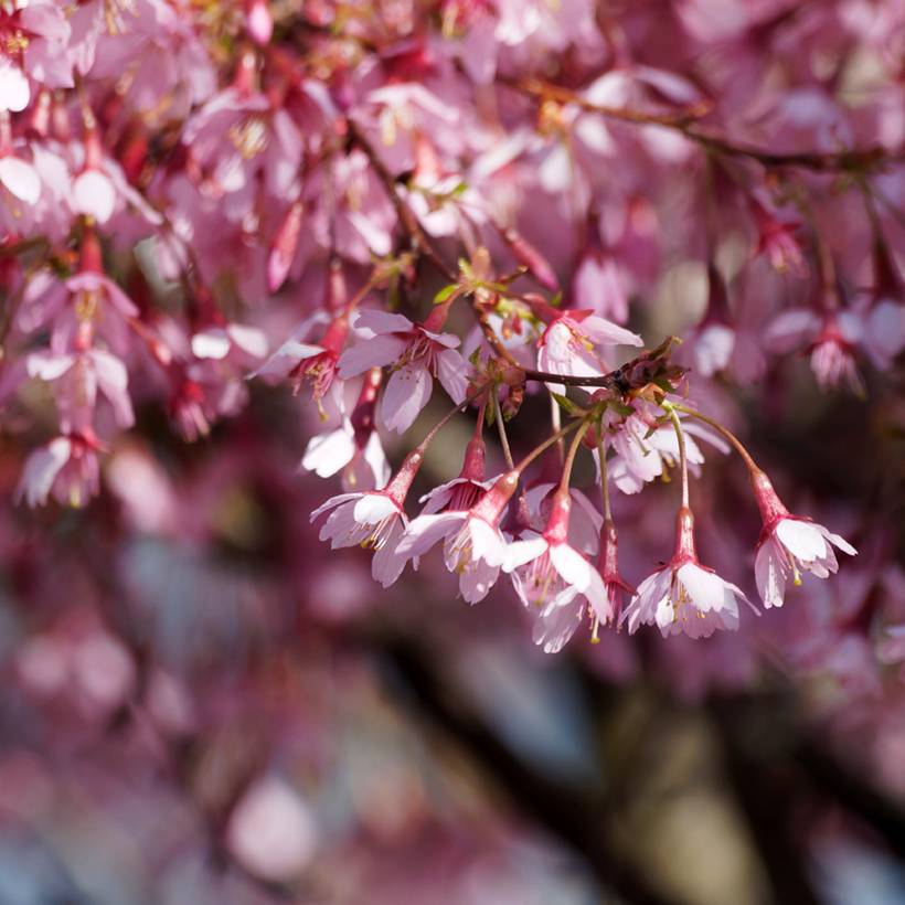 Promesse de Fleurs - Cerisier à fleurs du Japon nain - Prunus incisa Paean Pot de 2L/3L