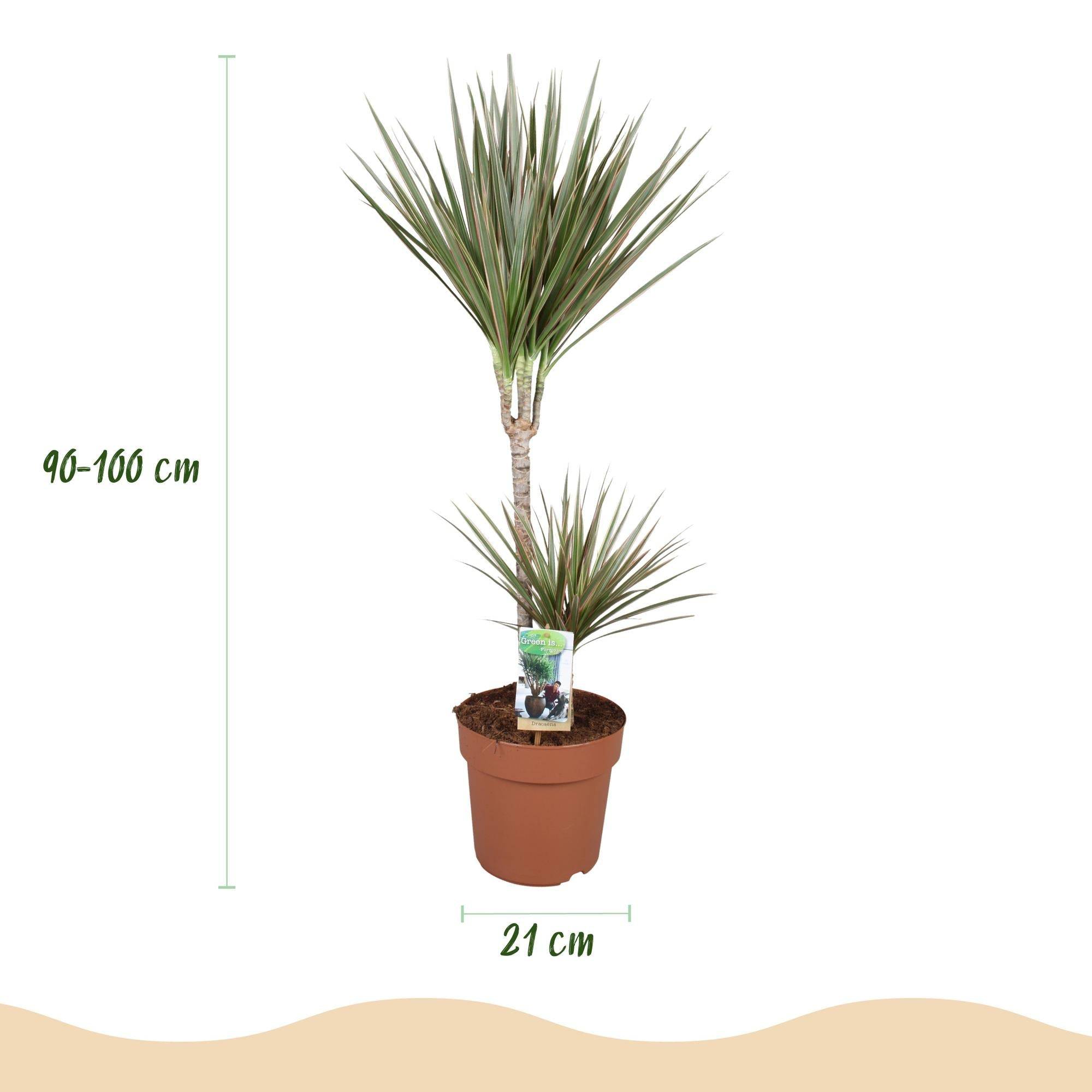 Dracaena Marginata Bicolor - D21 H100cm - Image 4
