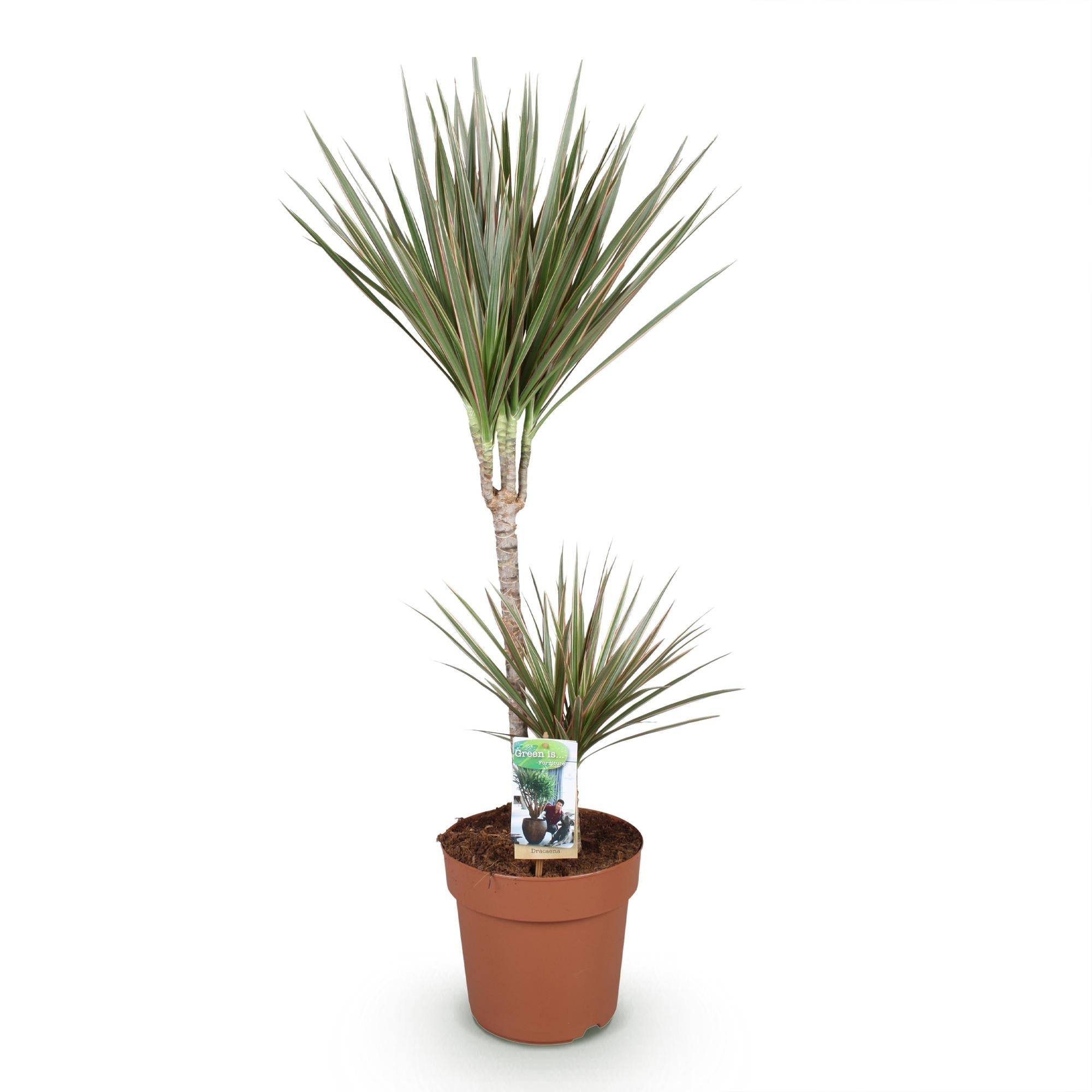 Dracaena Marginata Bicolor - D21 H100cm - Image 3