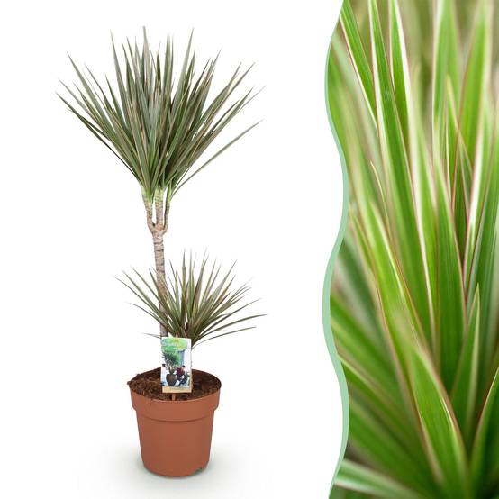 Dracaena Marginata Bicolor - D21 H100cm - Image 2