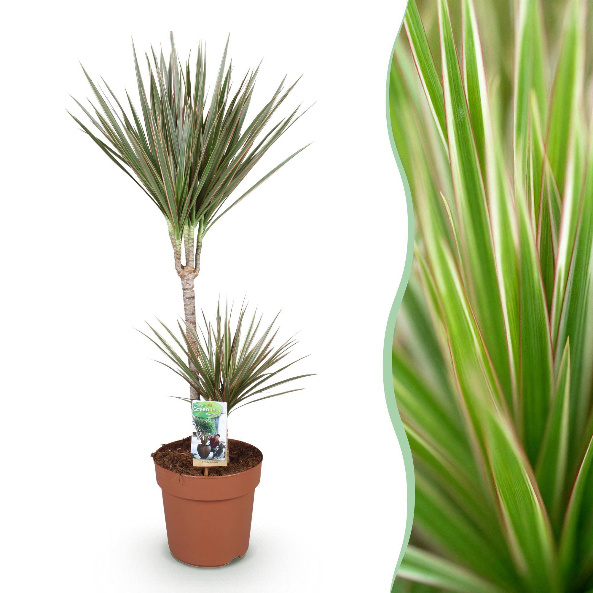 Dracaena Marginata Bicolor - D21 H100cm - Image 2
