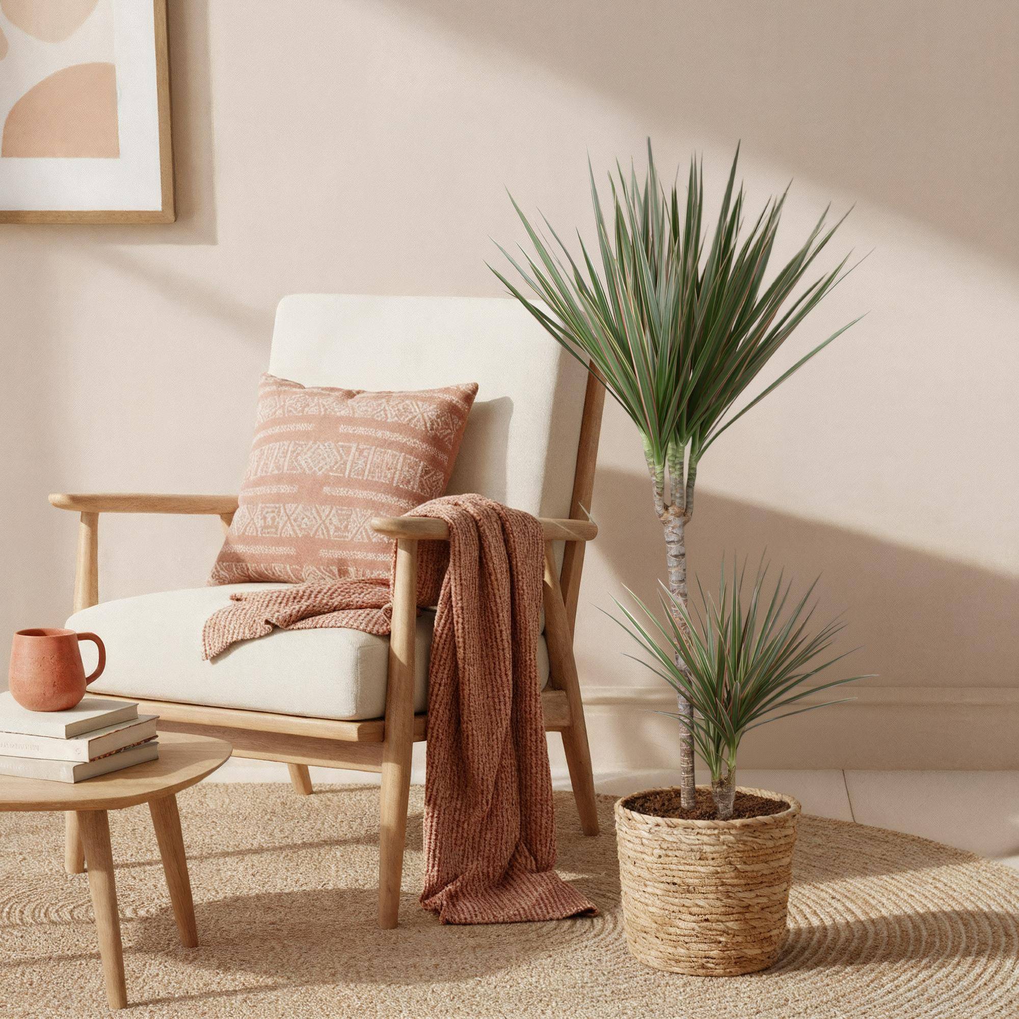 Dracaena Marginata Bicolor - D21 H100cm - Image 1