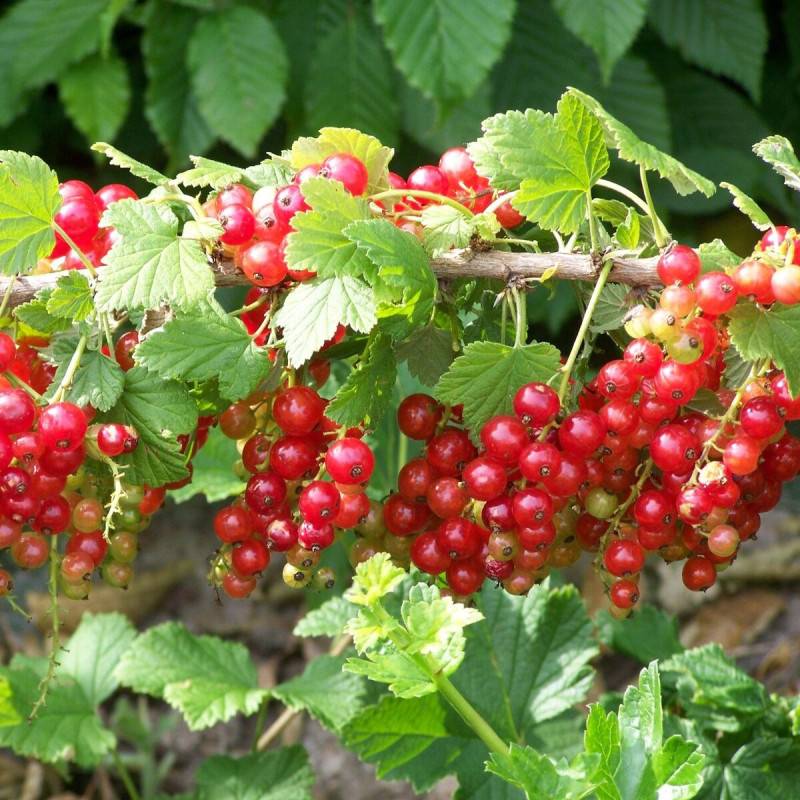 Groseillier à grappes Jonkeer Van Tets - Moyen rendement - Pot de 5L - 40/80 cm - De 1,00 m à 1,50 m - Image 1