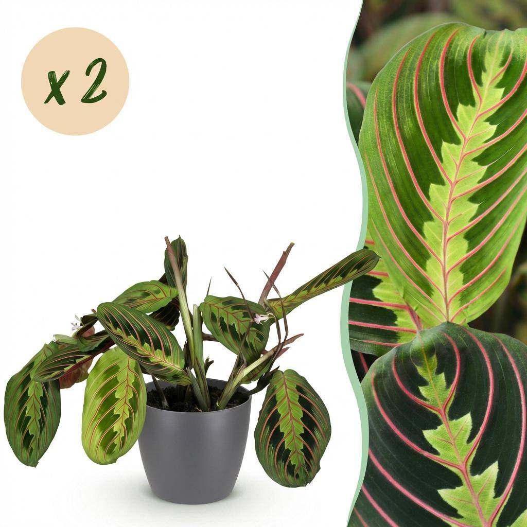 Maranta Fascinator Tricolour - Pet-friendly - Pot de 12cm - Hauteur 25cm - 2 plantes - Gris - Plantes d'intérieur - Image 1