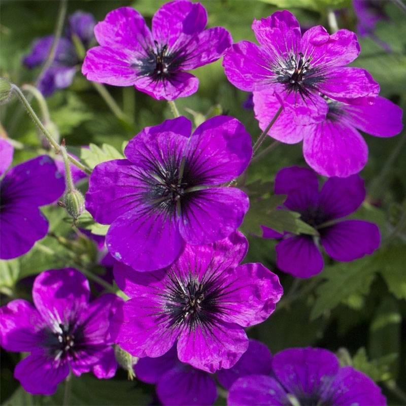 Promesse de Fleurs - Géranium vivace Patricia Pot de 1,5L/2L