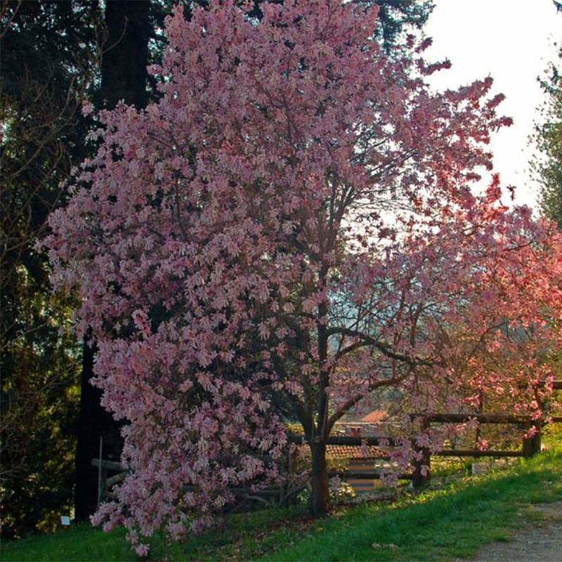 Promesse de Fleurs - Magnolia stellata Rosea - Magnolia étoilé Pot de 7,5L/10L