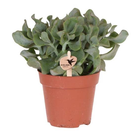 Succulente Crassula Arborescens - Ø12cm - ↕26cm - Plantes d'intérieur - Image 1