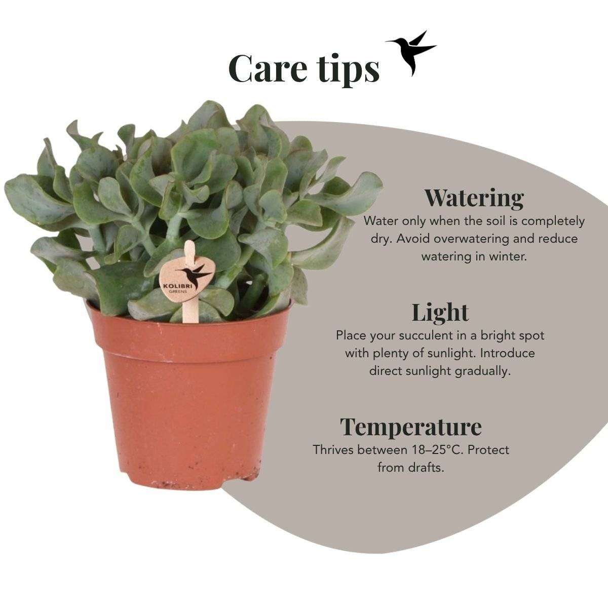 Succulente Crassula Arborescens - Ø12cm - ↕26cm - Plantes d'intérieur - Image 2