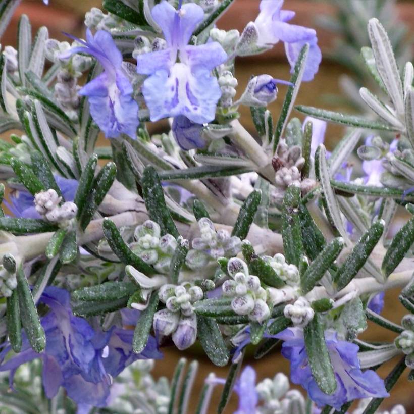 Rosmarinus officinalis Whitewater Silver - Romarin prostré Pot de 3L/4L
