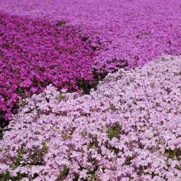 Promesse de Fleurs - Collection Phlox Mousse - Collection de 3 plantes