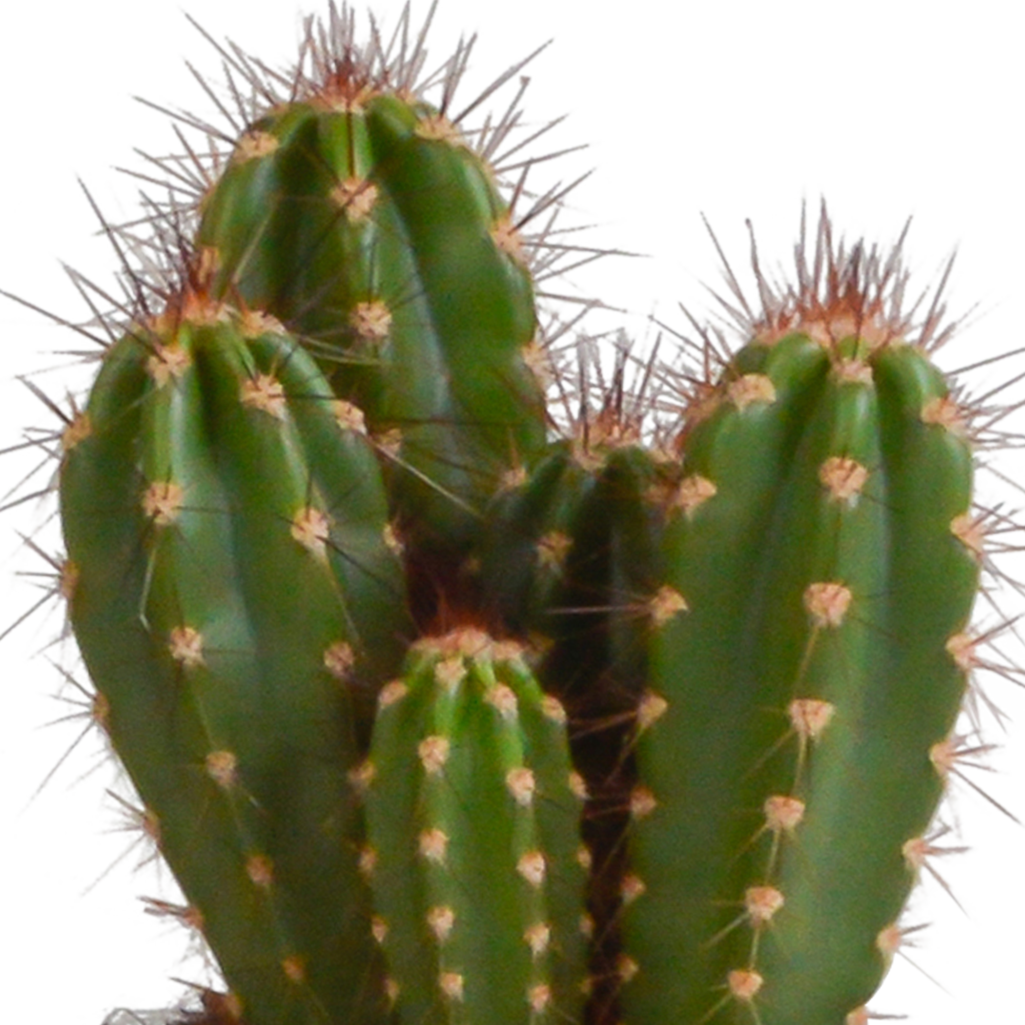 3x Mélange de cactus Cereus - en pot blanc - Ø10,5cm - ↕23cm - Plantes d’intérieur - Image 6