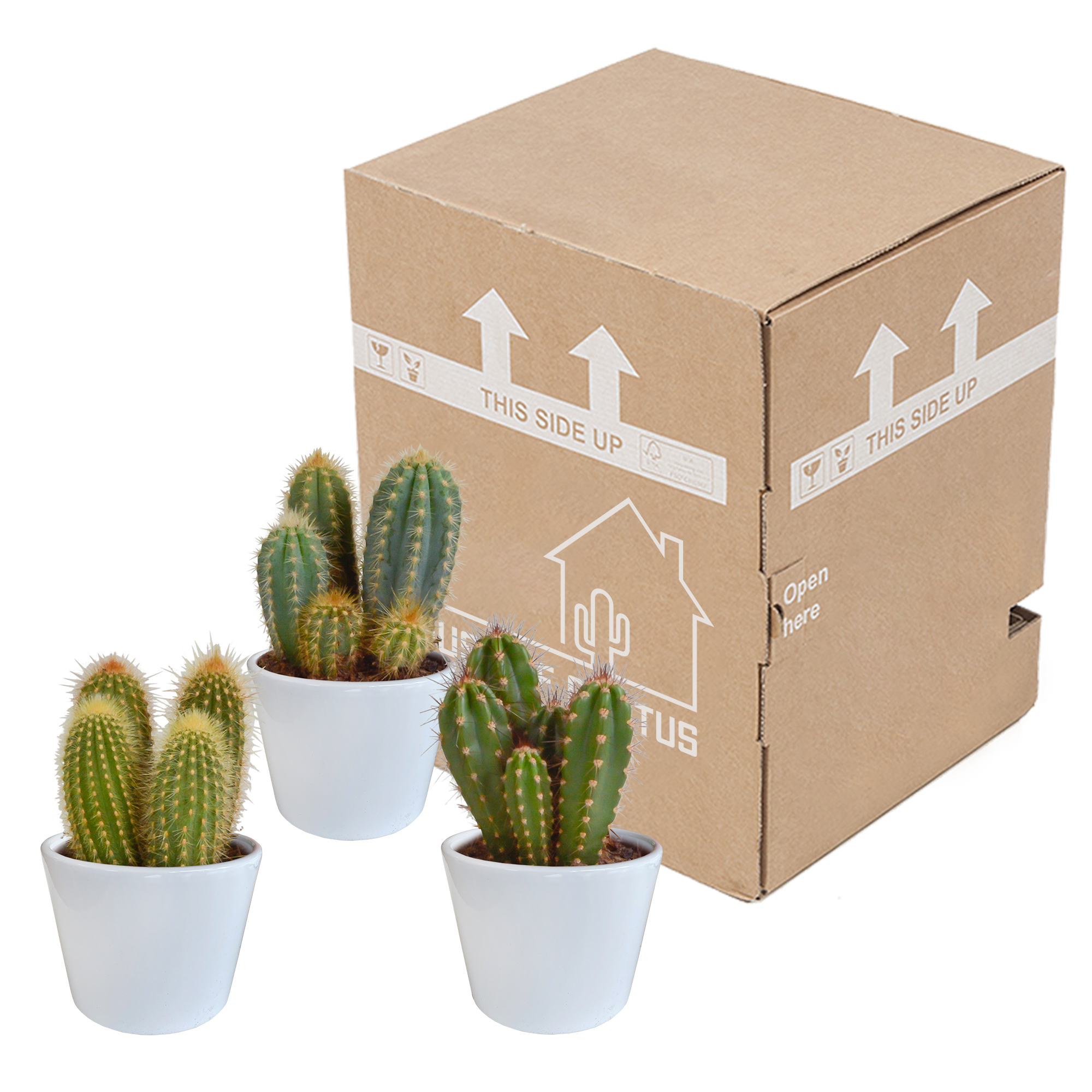 3x Mélange de cactus Cereus - en pot blanc - Ø10,5cm - ↕23cm - Plantes d’intérieur - Image 3