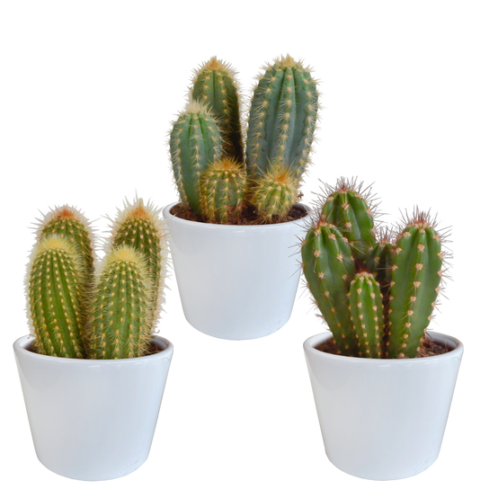 3x Mélange de cactus Cereus - en pot blanc - Ø10,5cm - ↕23cm - Plantes d’intérieur - Image 1