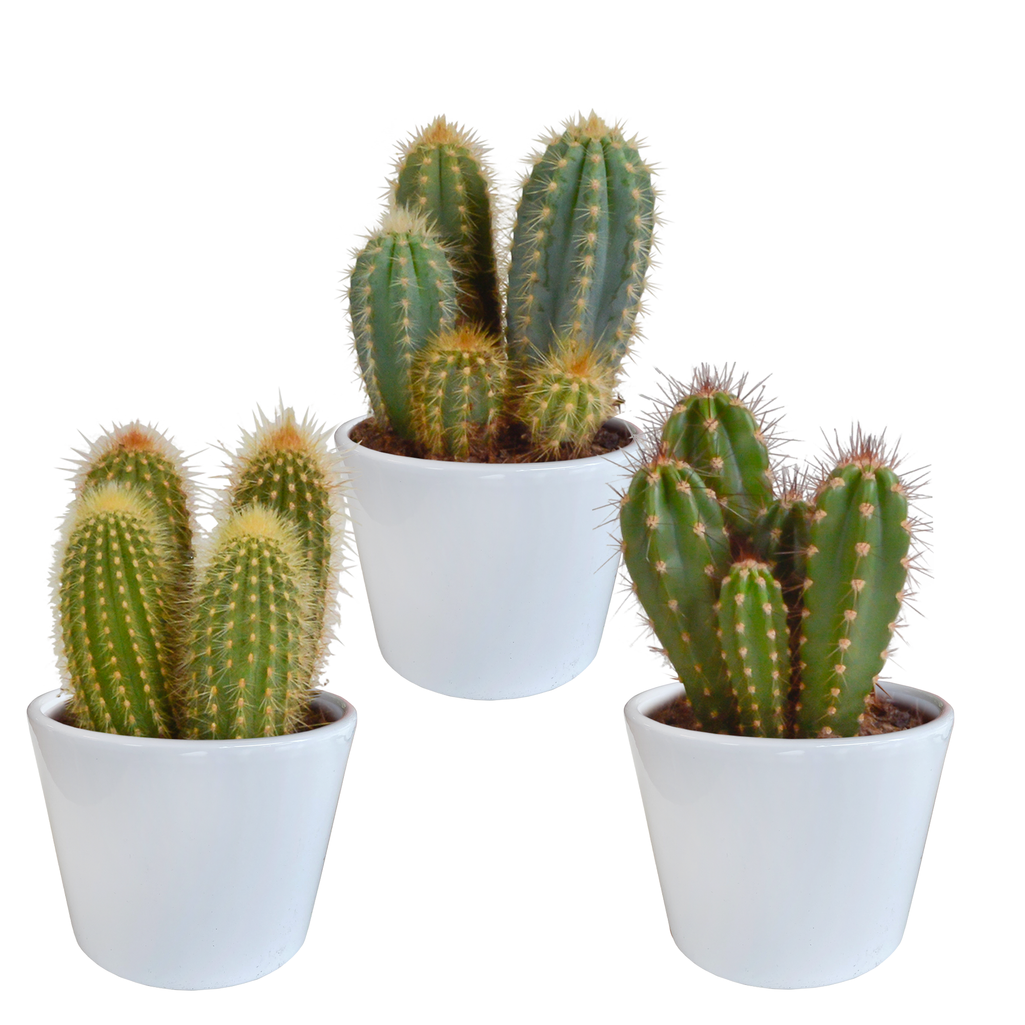 3x Mélange de cactus Cereus - en pot blanc - Ø10,5cm - ↕23cm - Plantes d’intérieur