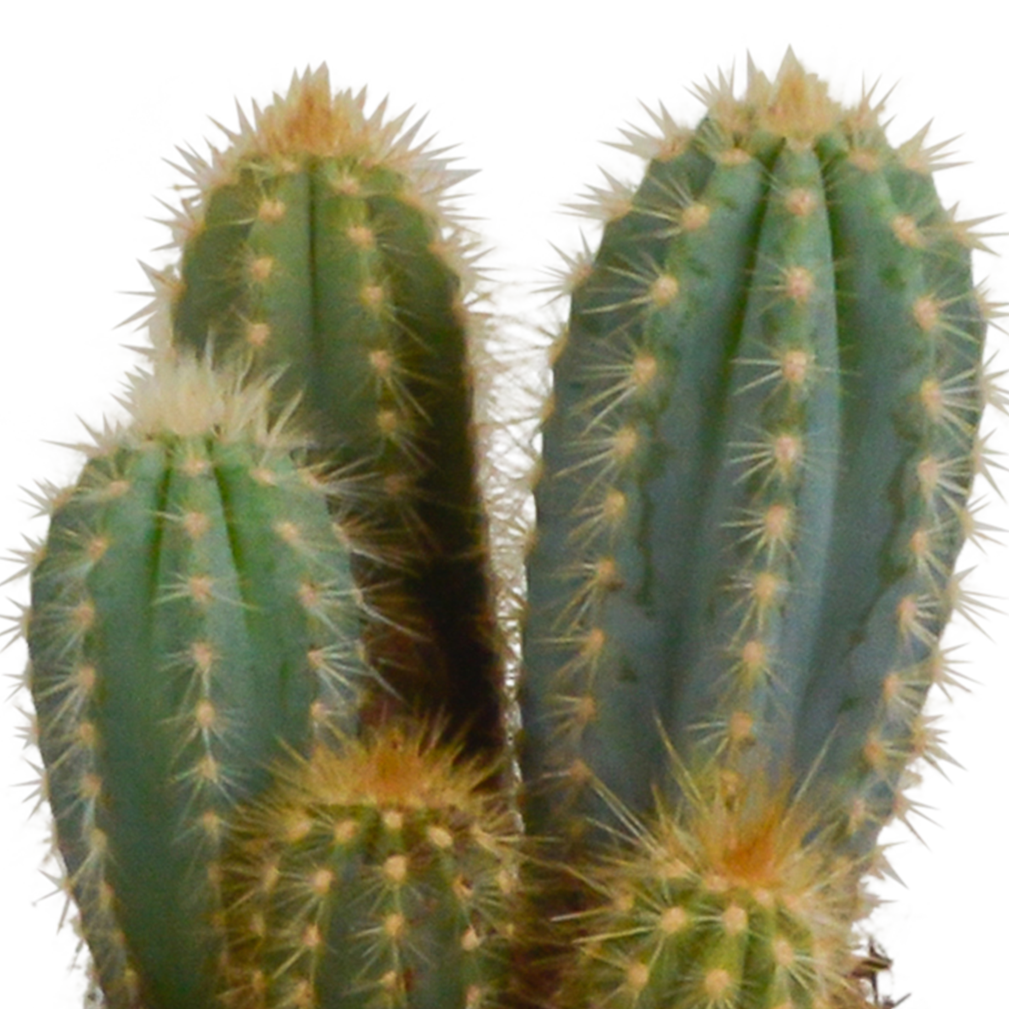 3x Mélange de cactus Cereus - en pot blanc - Ø10,5cm - ↕23cm - Plantes d’intérieur - Image 5