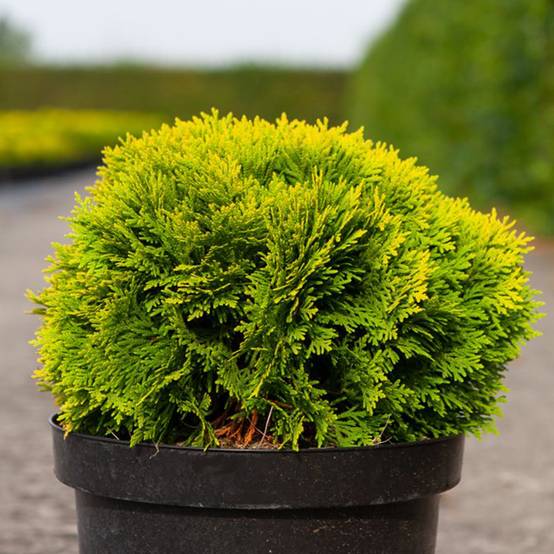 Thuja occidentalis Mirjam - Thuya du Canada Pot de 7,5L/10L - Image 1