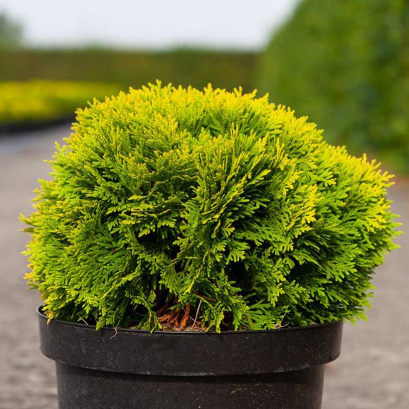 Thuja occidentalis Mirjam - Thuya du Canada Pot de 7,5L/10L - Image 1