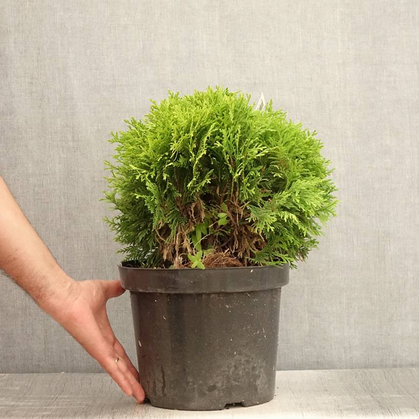 Thuja occidentalis Mirjam - Thuya du Canada Pot de 7,5L/10L - Image 2