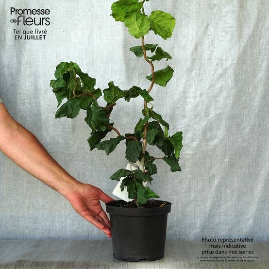 Promesse de Fleurs - Noisetier tortueux - Corylus avellana Contorta Pot de 3L/4L - Image 2