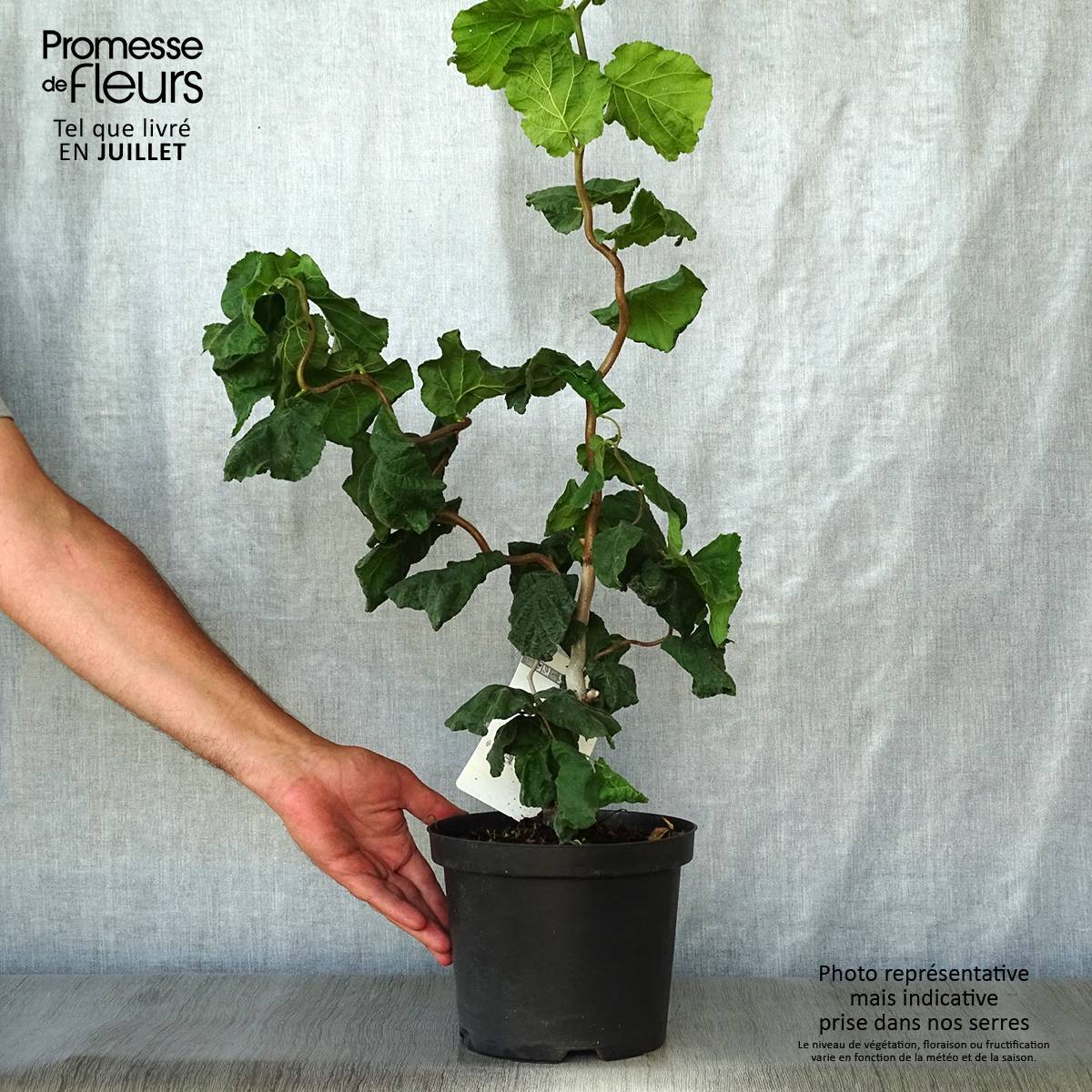 Promesse de Fleurs - Noisetier tortueux - Corylus avellana Contorta Pot de 3L/4L - Image 2