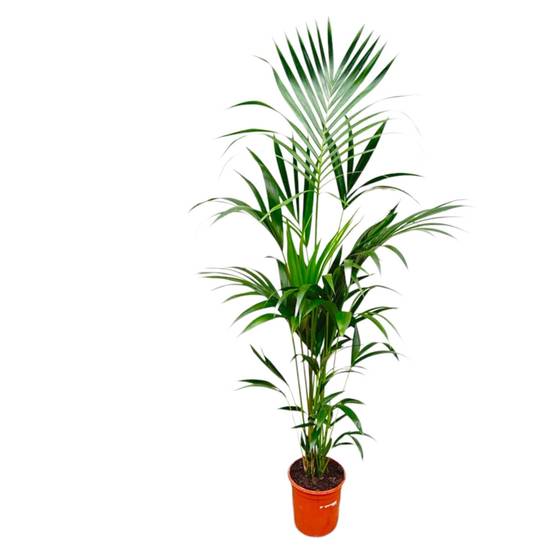 Kentia Palm - D25 H180cm - Image 1