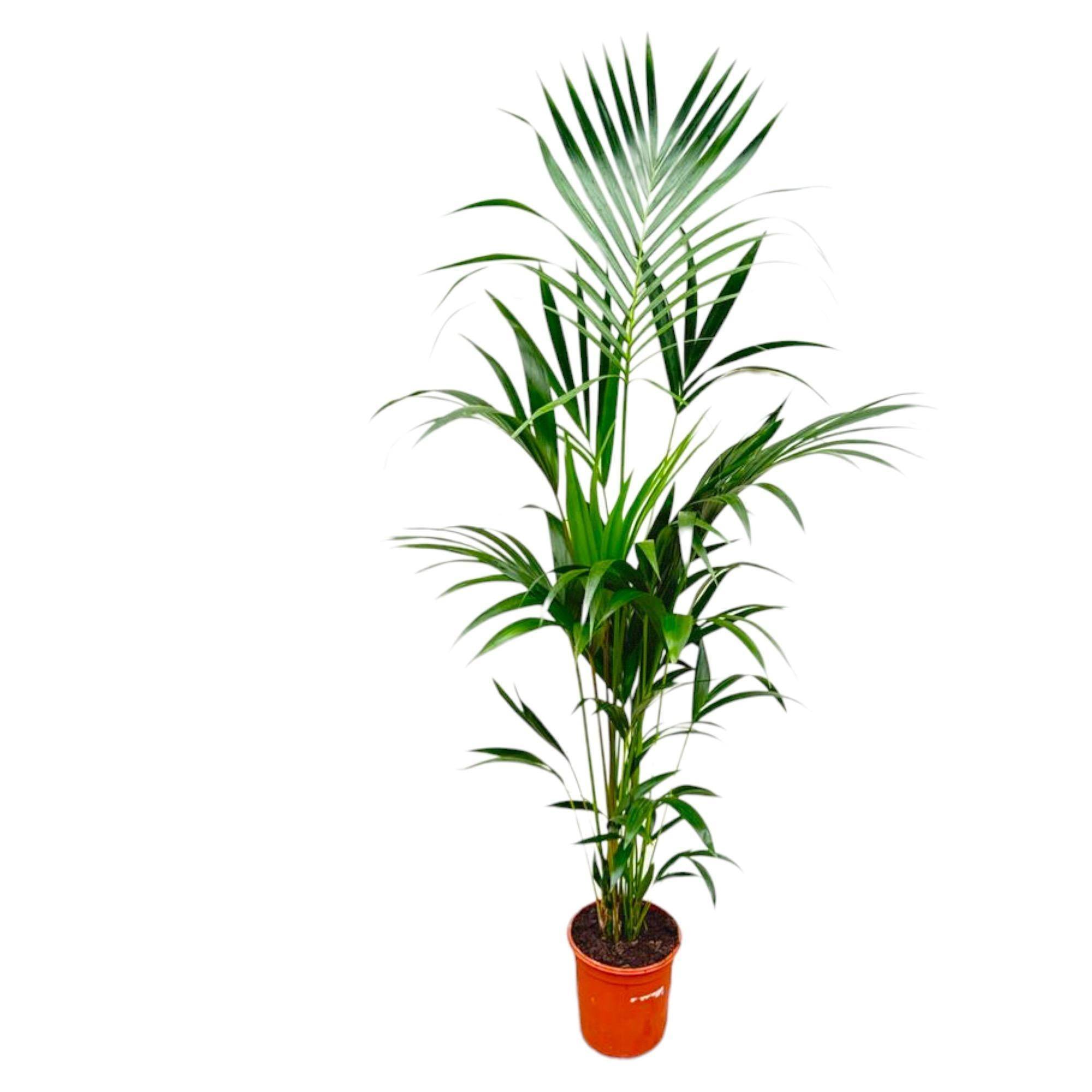 Kentia Palm - D25 H180cm - Image 1