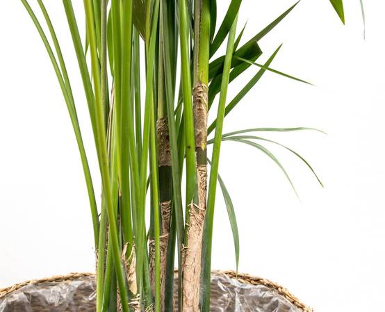 Kentia Palm - D25 H180cm - Image 3